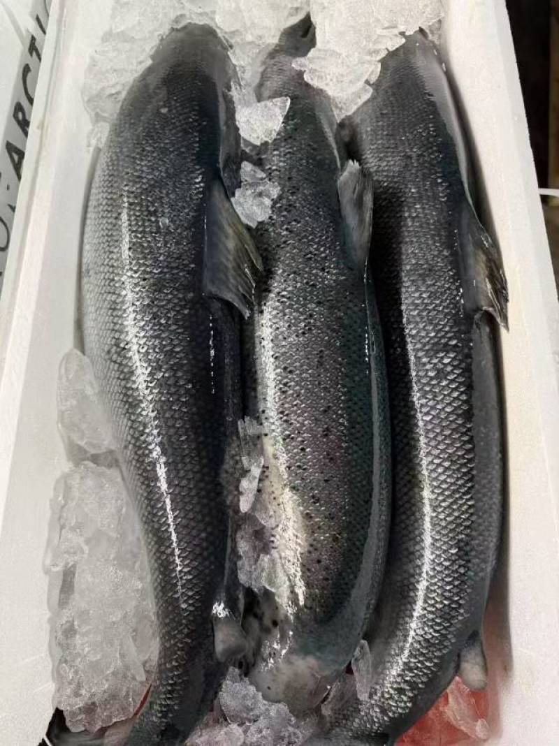 进口挪威三文鱼