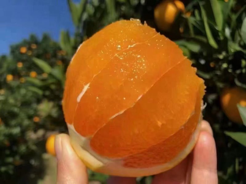 九月红果冻橙，爆汁蜂蜜橙，皮薄果肉细腻。入口爽滑无无渣，