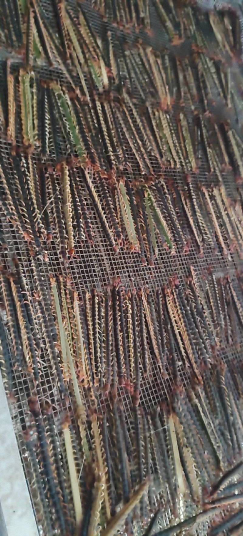 湖北宜昌蜈蚣