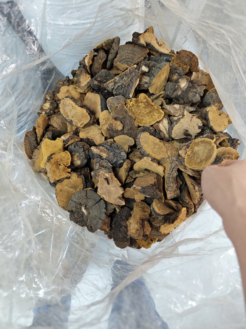 正品中号金边桑黄西藏野生岩桑树桑黄灵芝整朵500克起发