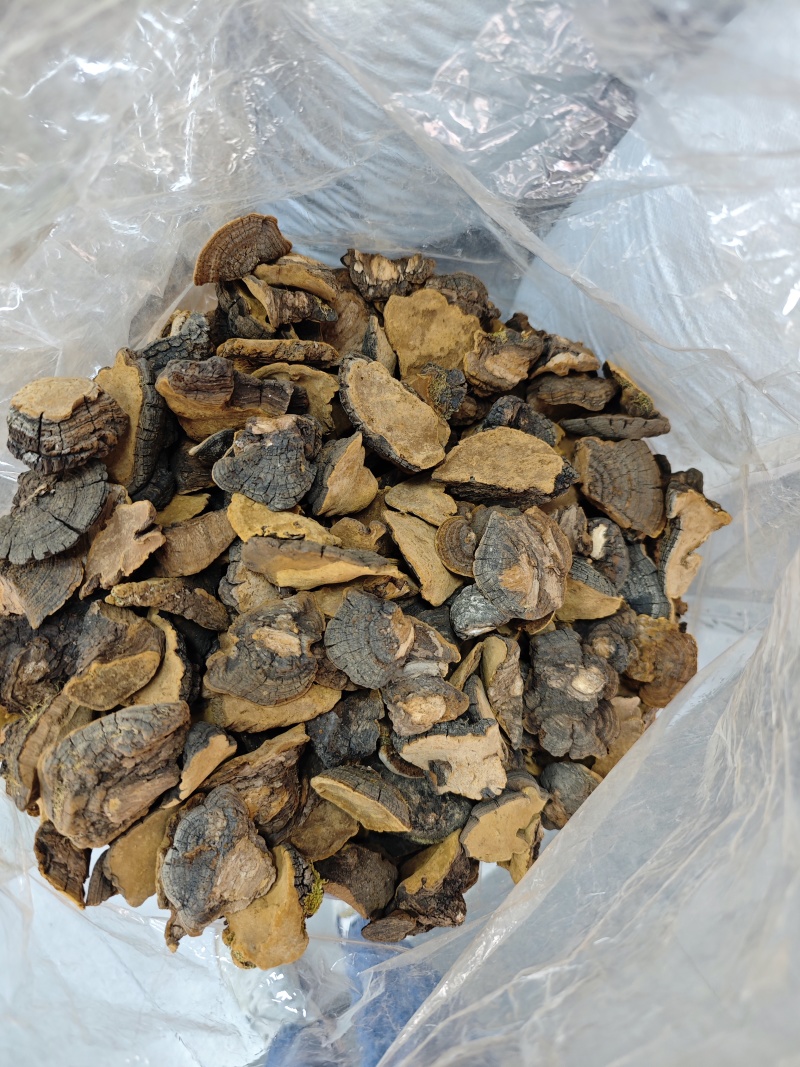正品中号金边桑黄西藏野生岩桑树桑黄灵芝整朵500克起发