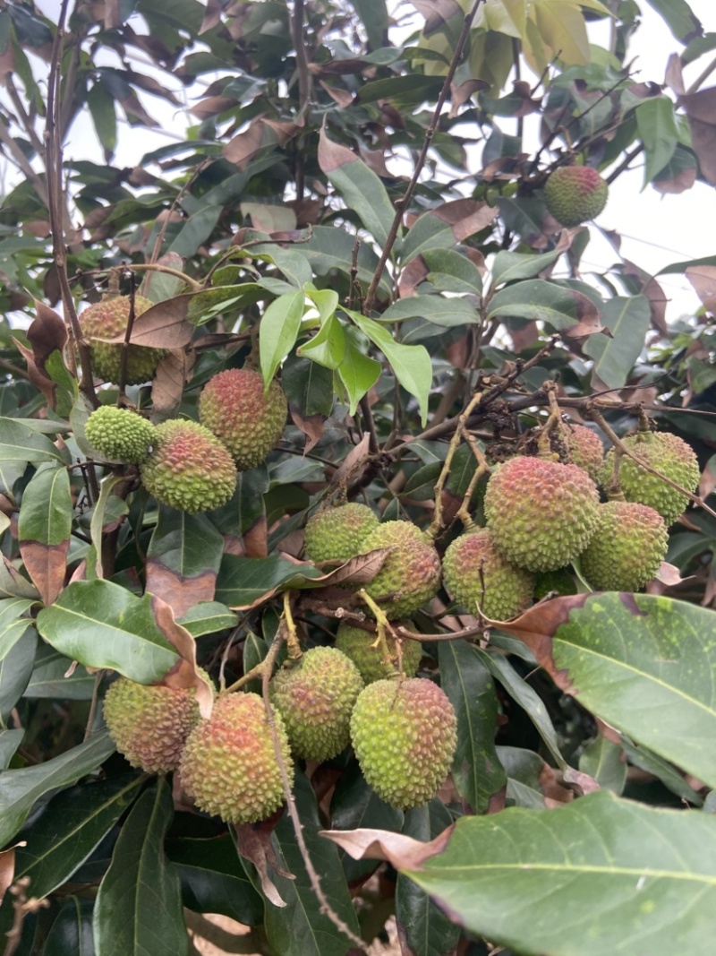 妃子笑荔枝广东徐闻产地直发对接各地电商代发批发市场