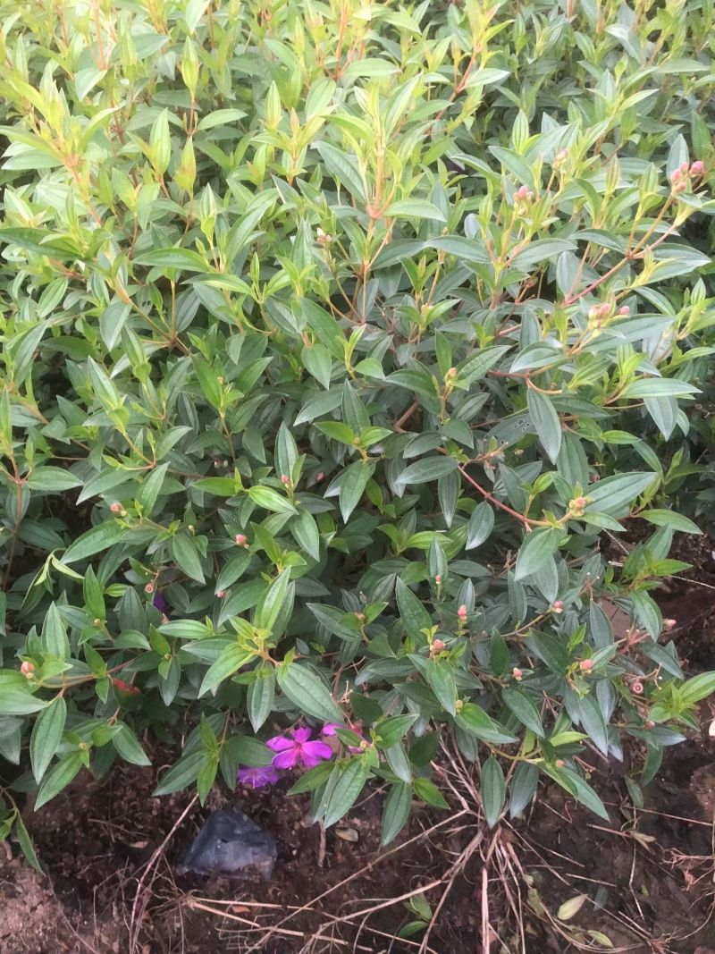 紫牡丹，70×70.。优惠出售