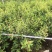 紫牡丹，70×70.。优惠出售