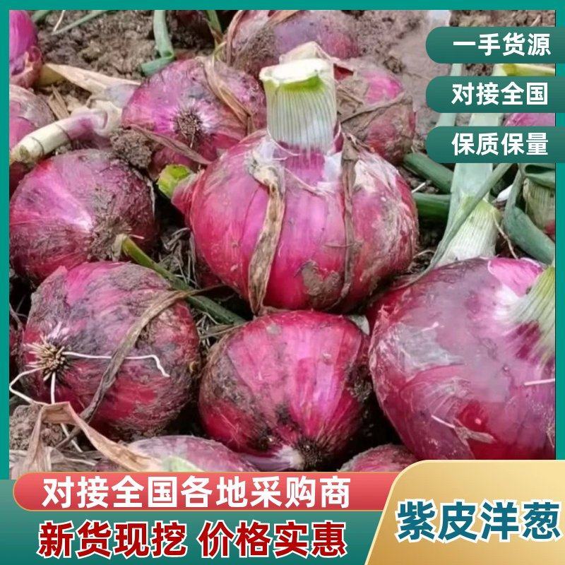 通许2026新洋葱紫皮洋葱价格便宜产地直发量大