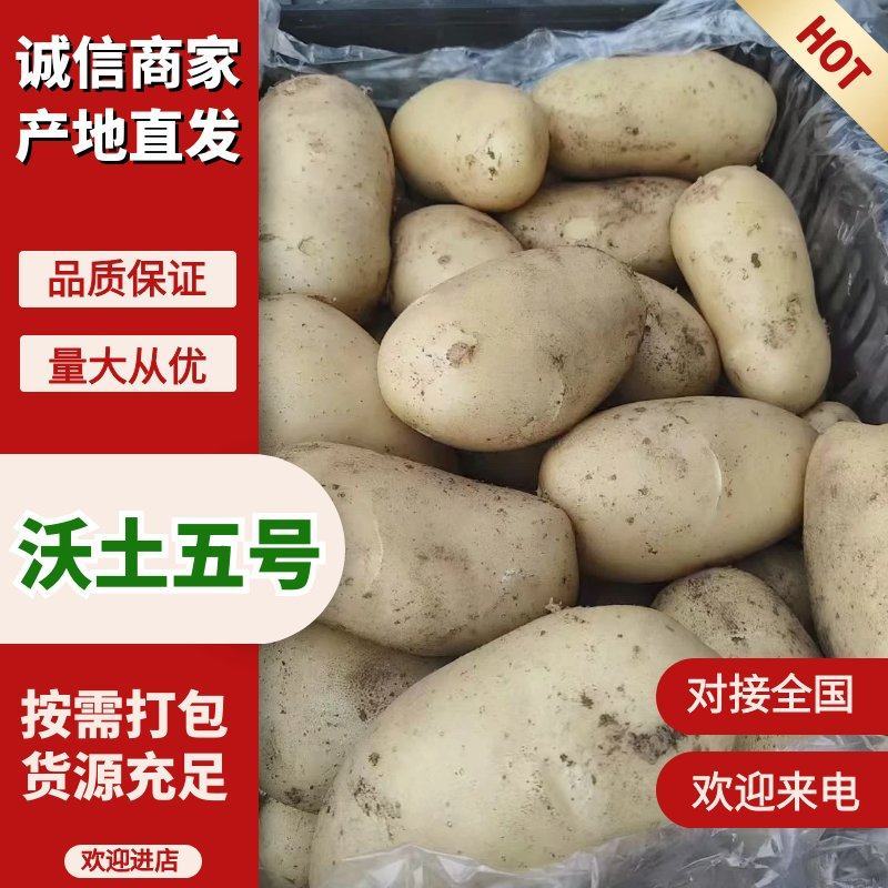 河南通许沃土5号万亩基地大量现货一手货源价格便宜现货