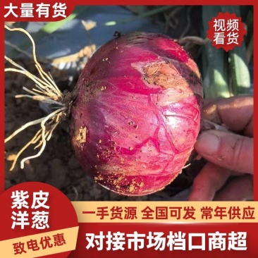 云南紫皮洋葱，个头均匀品相好质量有保证电商市场大量有货