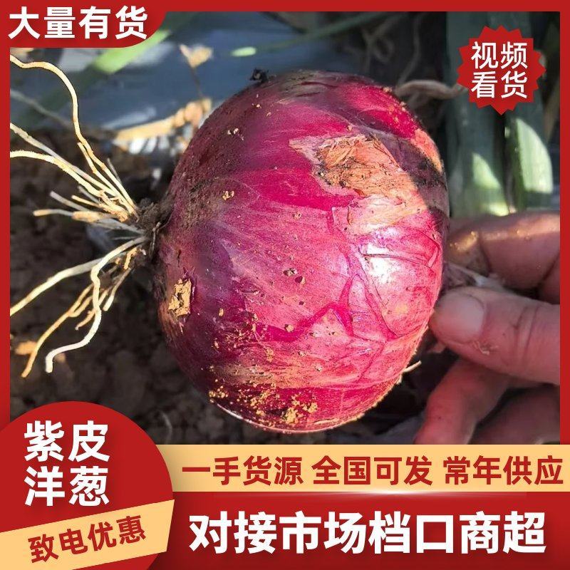 云南紫皮洋葱，个头均匀品相好质量有保证电商市场大量有货