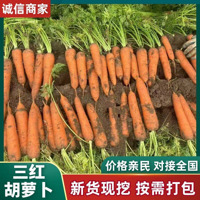 三红胡萝卜红金川通许胡萝卜新货水洗一手货源量大优惠