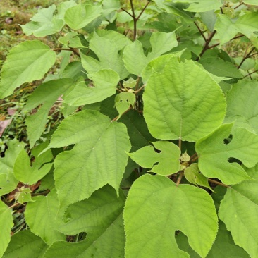 构树叶，果，