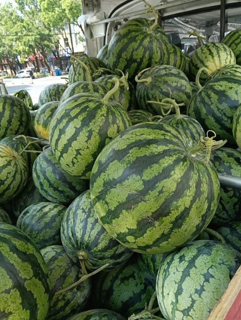 麒麟西瓜大量上市价格美丽对接全国服务到位