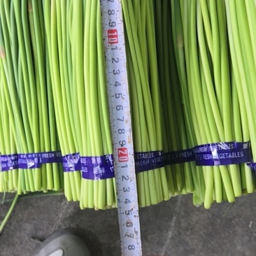 农家现摘新鲜蒜薹，脆嫩无丝，鲜香入味炒菜必备