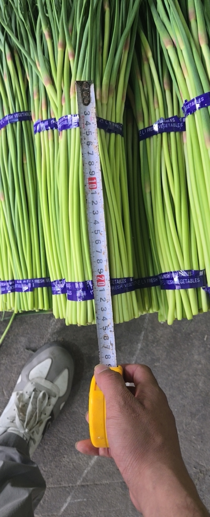 农家现摘新鲜蒜薹，脆嫩无丝，鲜香入味炒菜必备