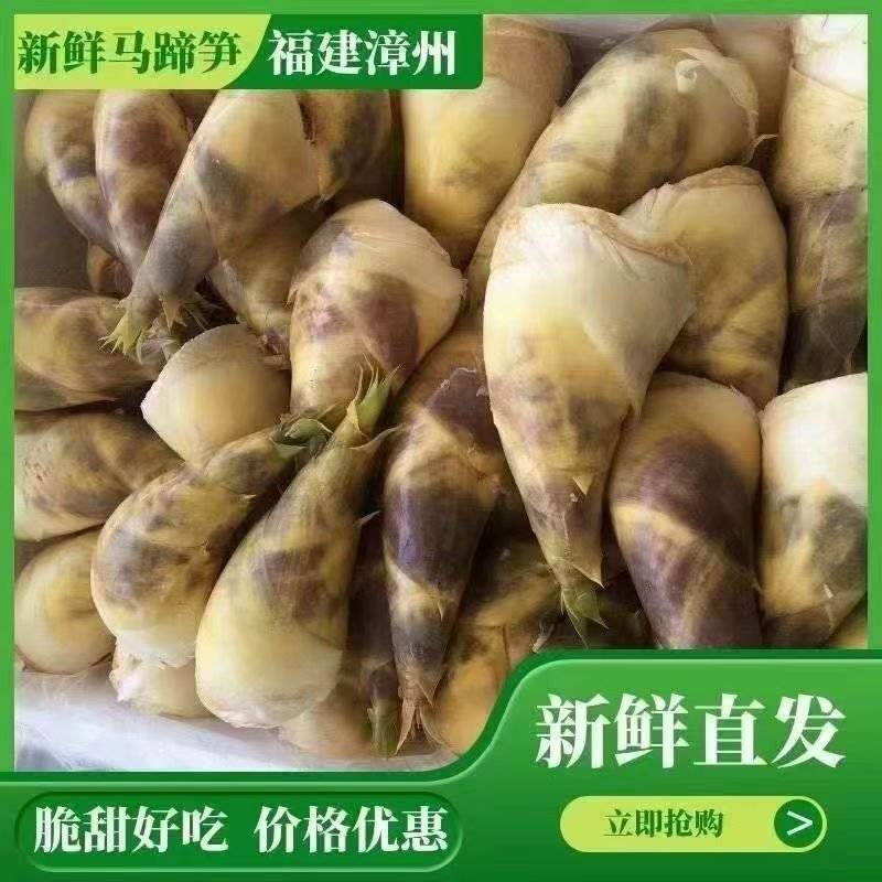 福建春笋基地直发对接全国一条龙服务量大从优