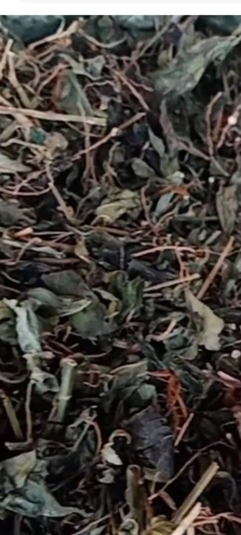 九头狮子草，是贵州黔东南州黎平县苗乡侗寨山林地特产中草药