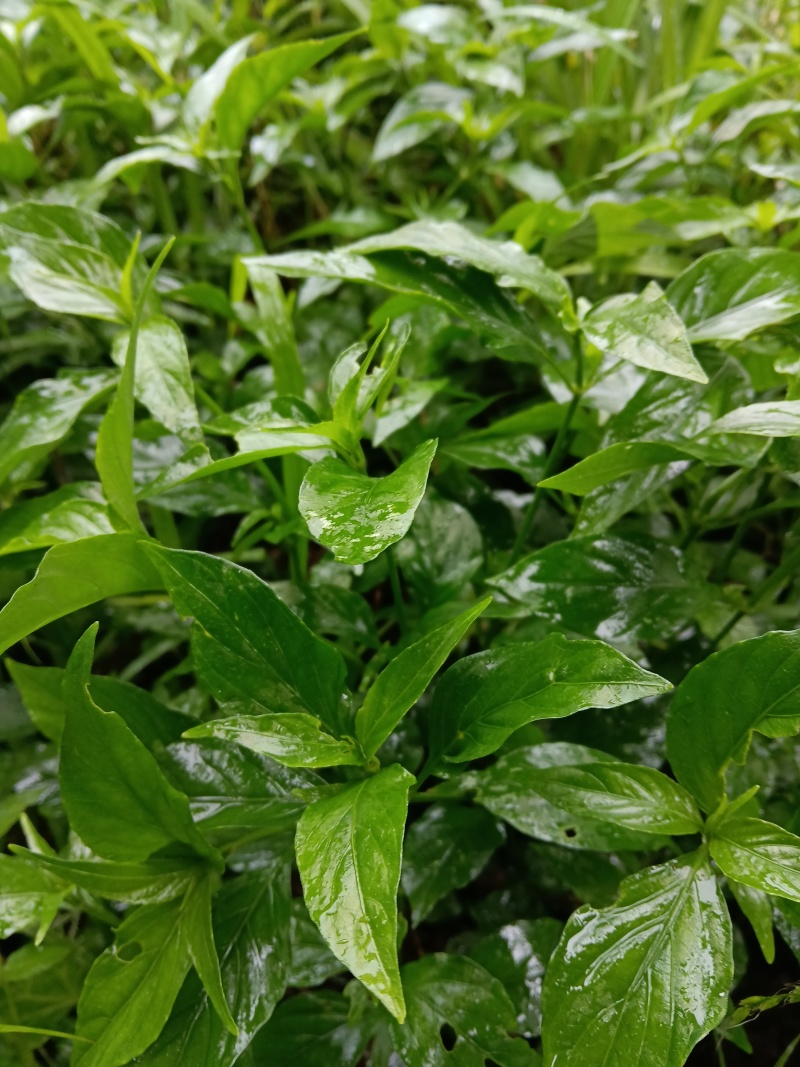 九头狮子草，是贵州黔东南州黎平县苗乡侗寨山林地特产中草药
