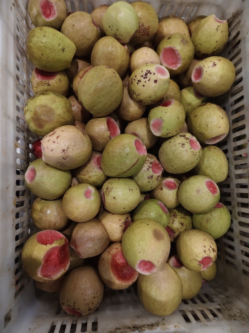 速冻芭乐