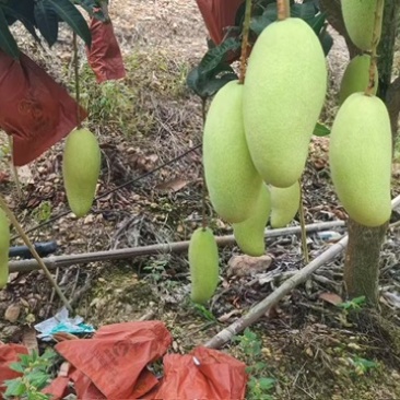 海南金煌芒，自家果园，品质保证，一等果