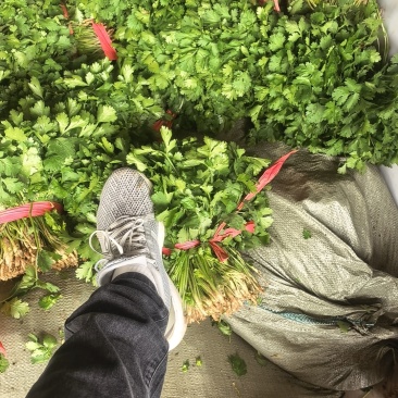 精品大叶香菜，可视频看货，欢迎咨询