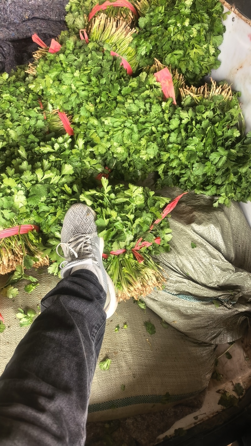 精品大叶香菜，可视频看货，欢迎咨询