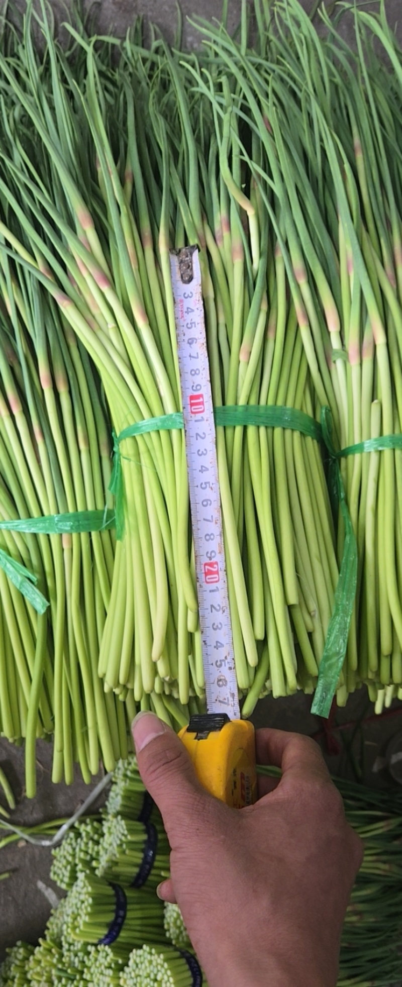 农家现摘新鲜蒜薹，脆嫩无丝，鲜香入味炒菜必备