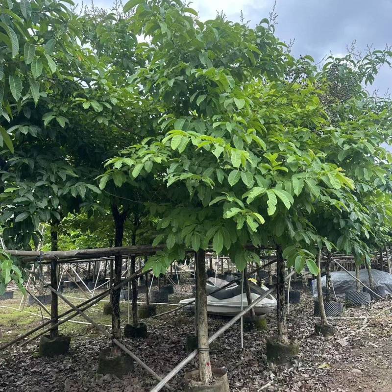 大叶紫薇绿化苗大叶紫薇自家基地量大价格优惠