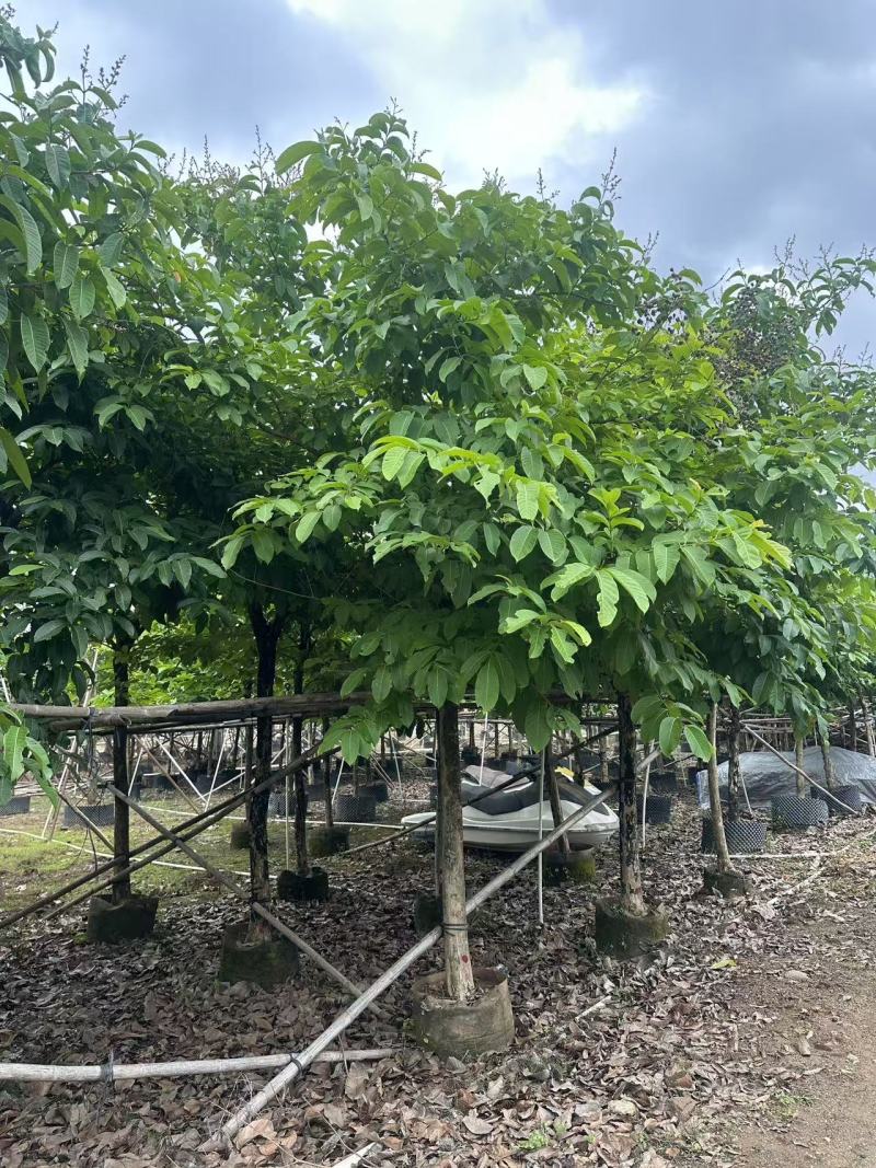 大叶紫薇绿化苗大叶紫薇自家基地量大价格优惠
