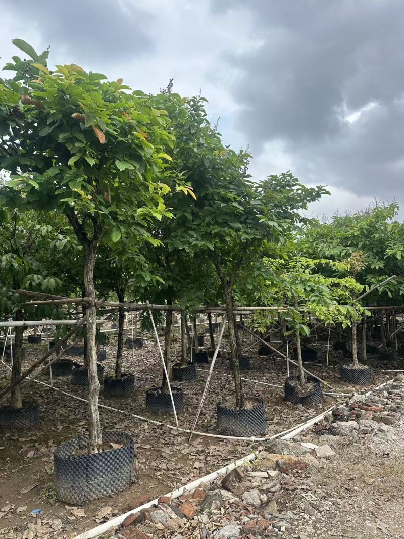 大叶紫薇绿化苗大叶紫薇自家基地量大价格优惠