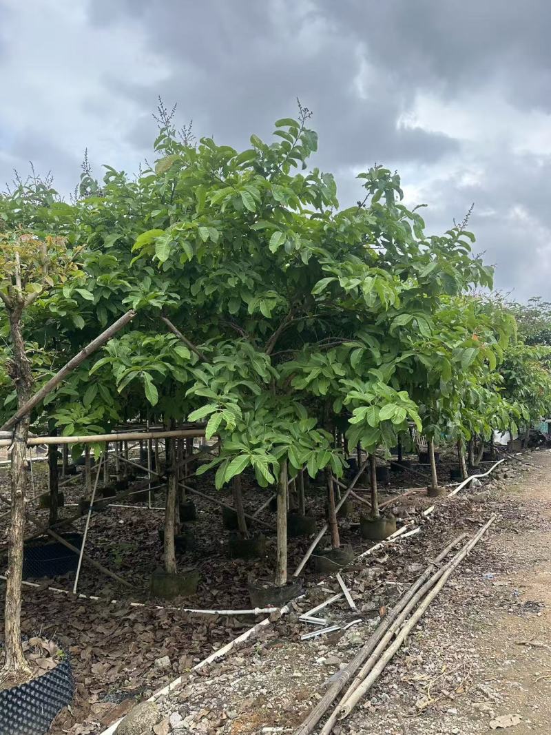 大叶紫薇绿化苗大叶紫薇自家基地量大价格优惠