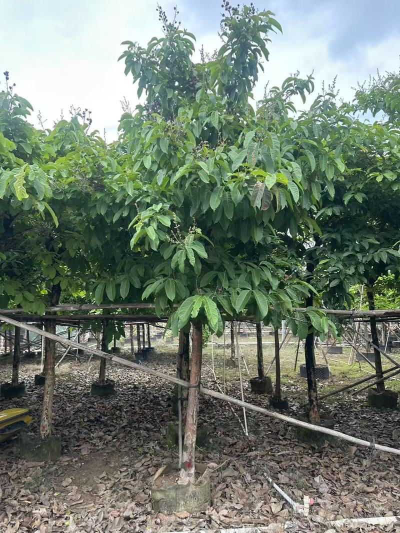 大叶紫薇绿化苗大叶紫薇自家基地量大价格优惠