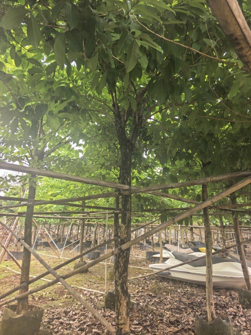 大叶紫薇绿化苗大叶紫薇自家基地量大价格优惠