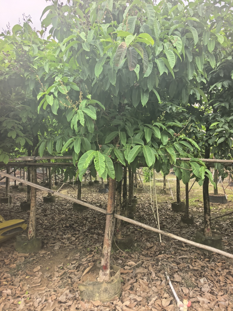大叶紫薇绿化苗大叶紫薇自家基地量大价格优惠