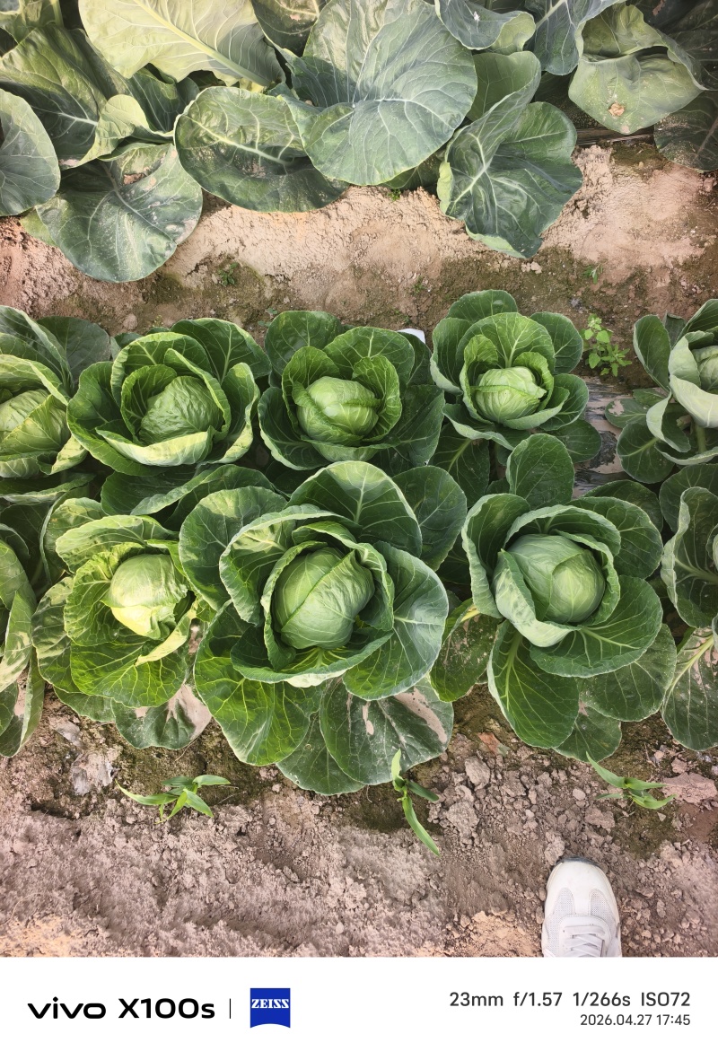 甘蓝卷心菜大量有货包菜墨玉