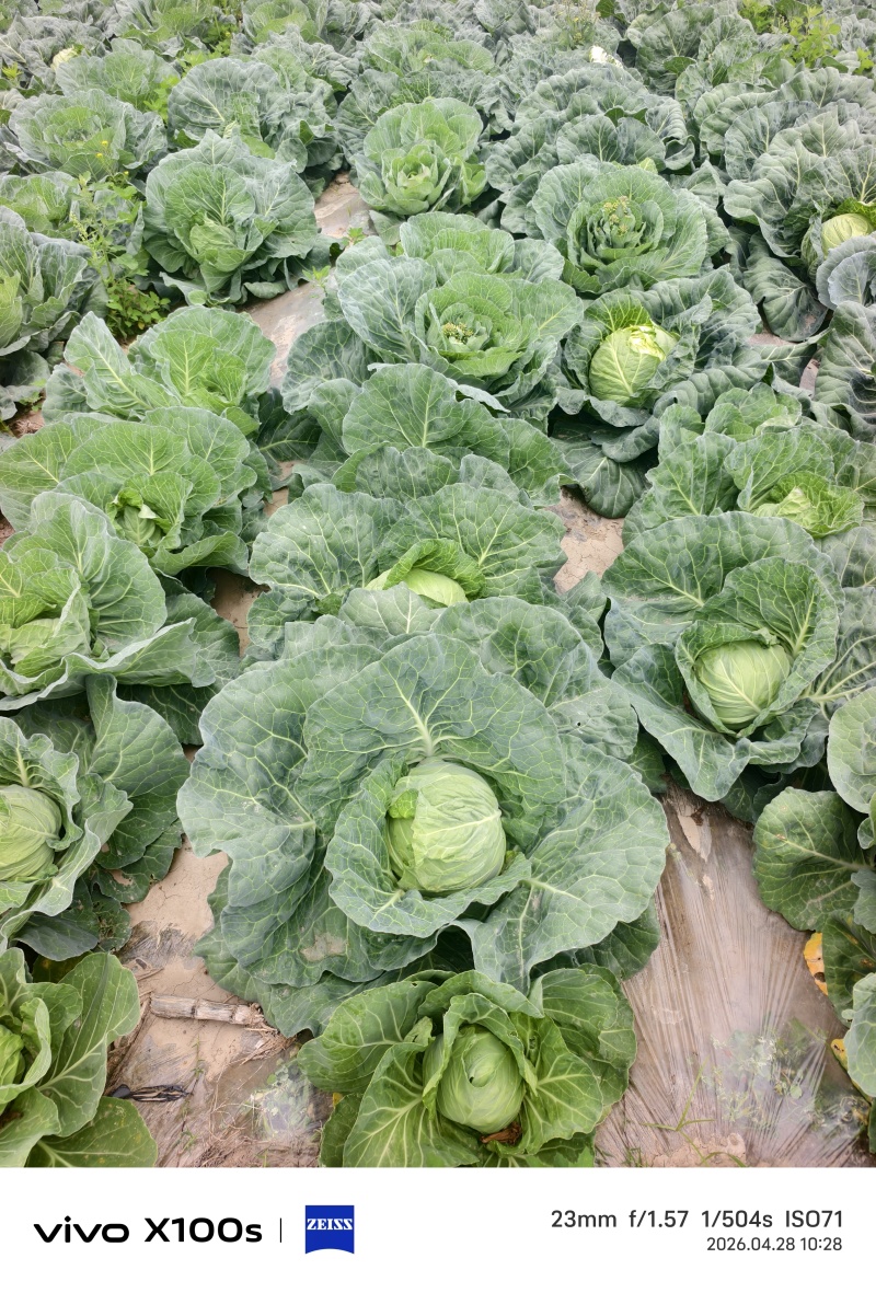甘蓝卷心菜大量有货包菜墨玉