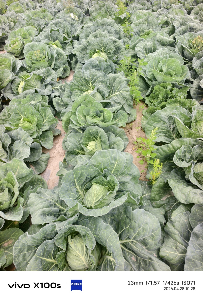 甘蓝卷心菜大量有货包菜墨玉
