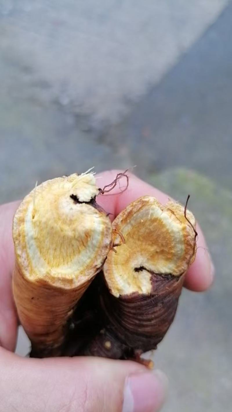 土大黄