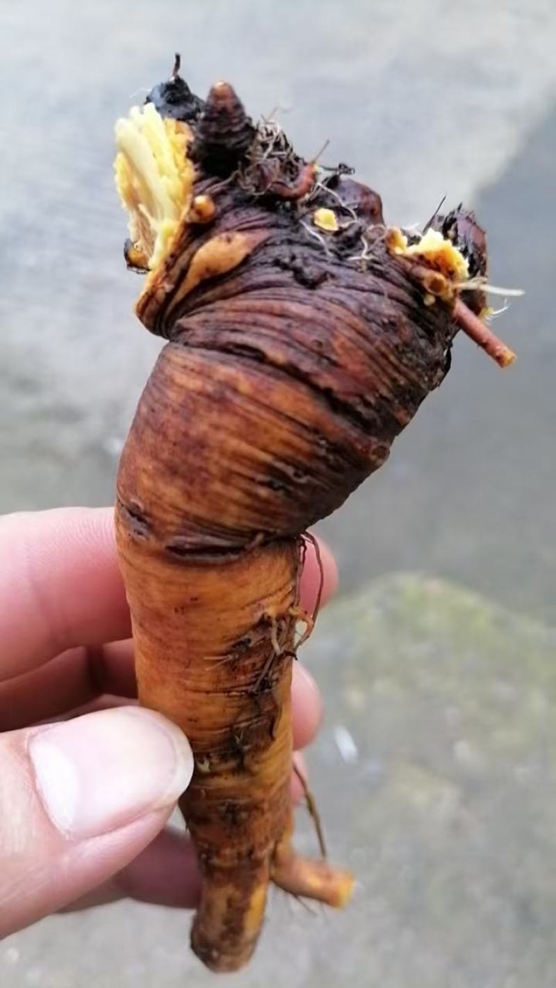 土大黄