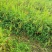 土大黄