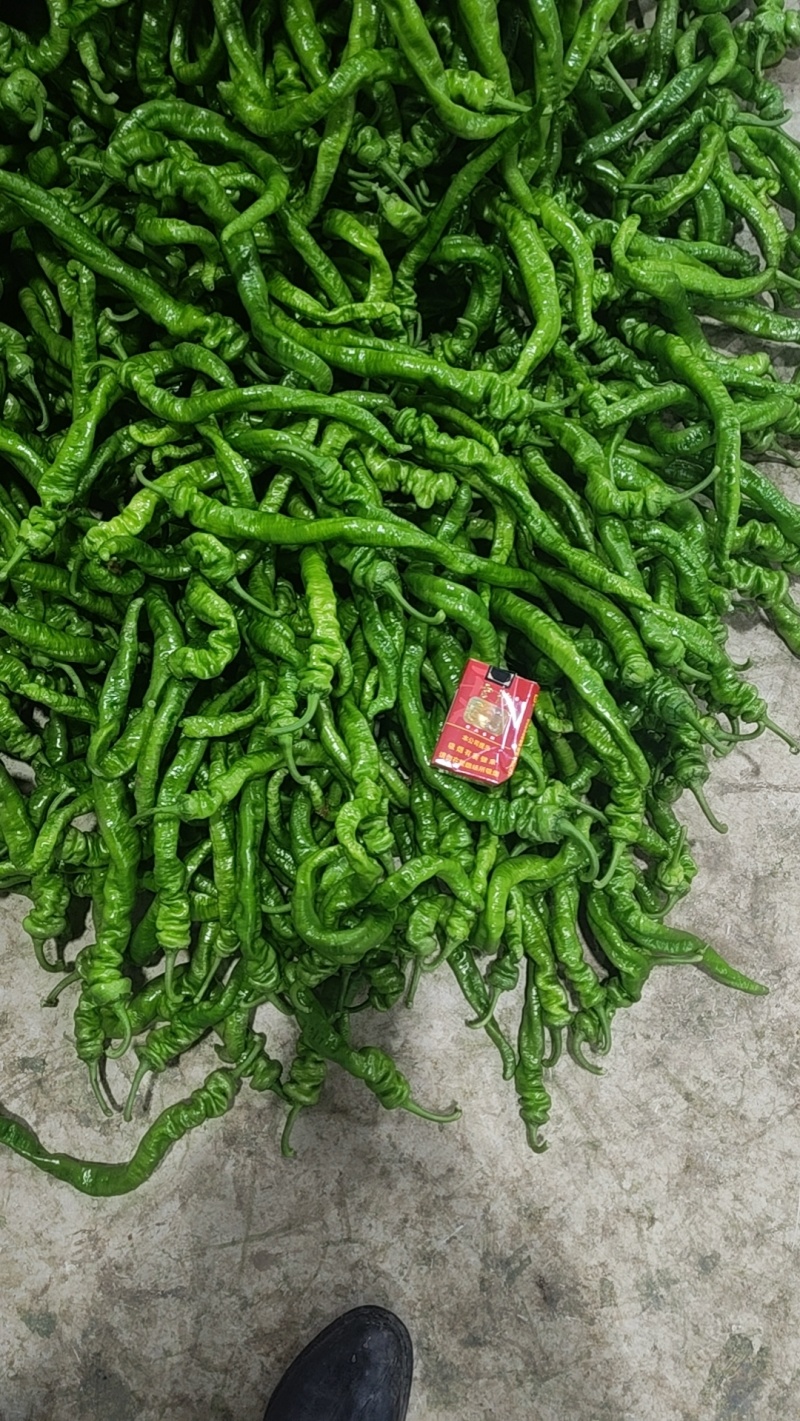 螺丝椒大量上市，面对全国各大小客商，需要电联详谈