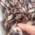 满仔鱿鱼
