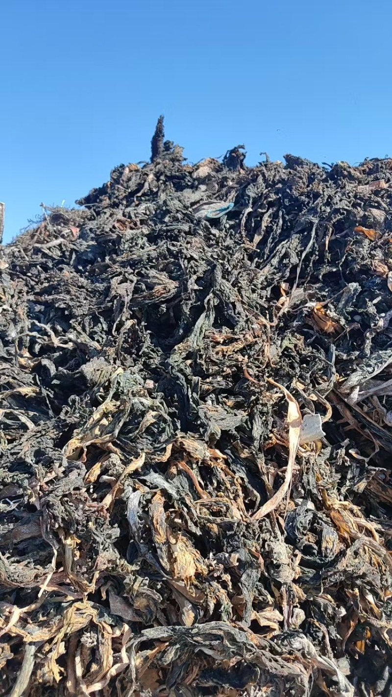 【推荐】干裙带菜饲料化工提取专用威海产地直供量大价低