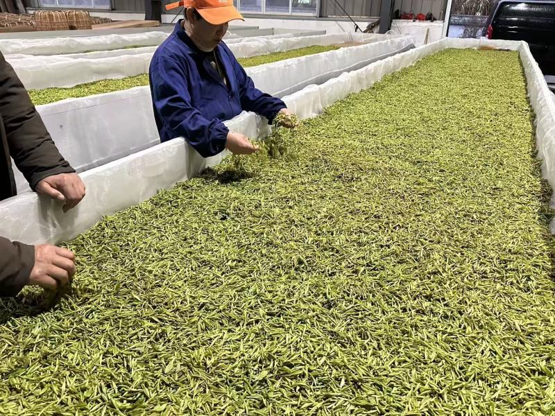 【精选】高山嫩芽祁门红茶安徽祁门县茶叶产地直发一手货源