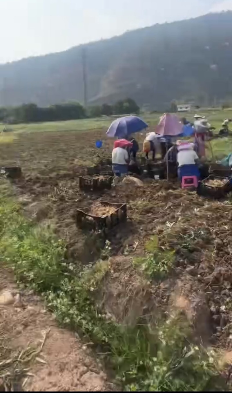 鲜百合，产地直发，大量有货，欢迎各位老板咨询采购