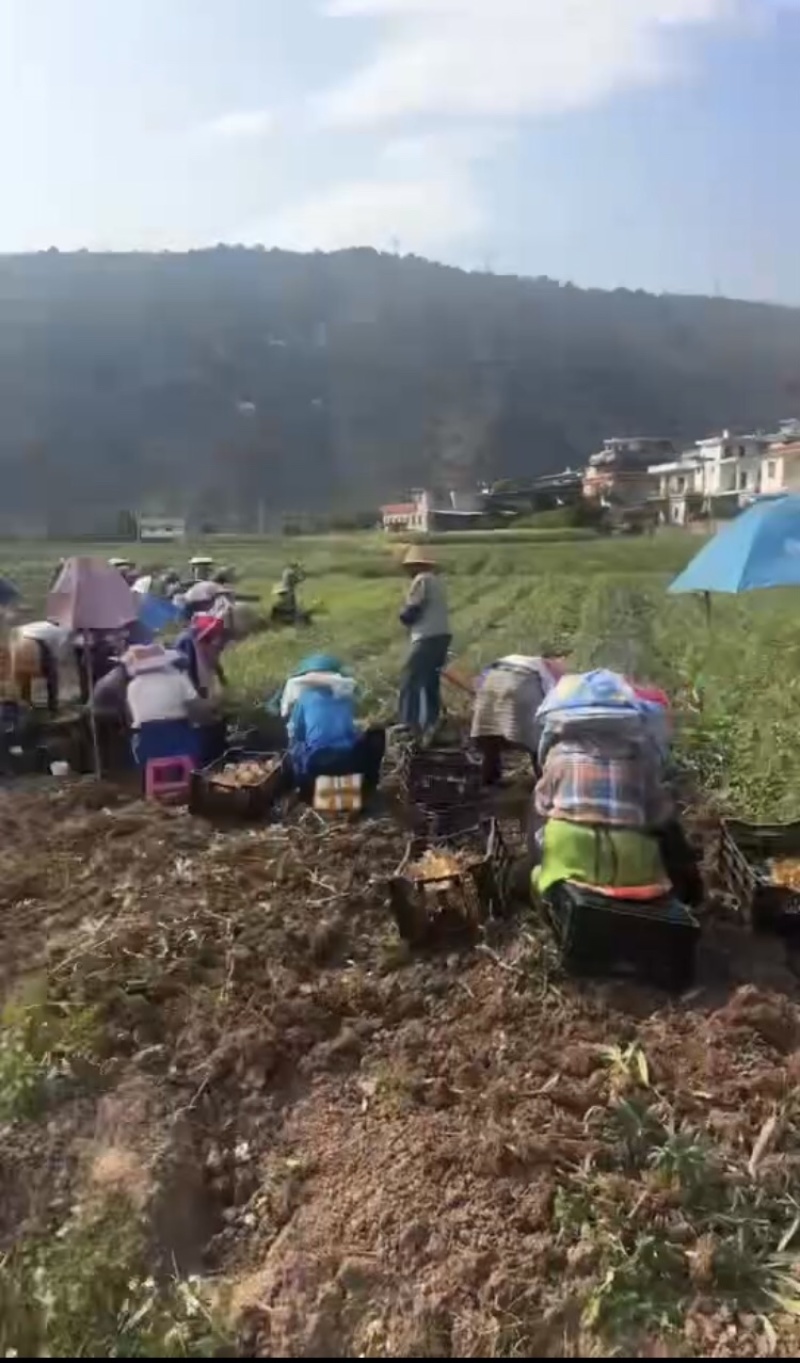 鲜百合，产地直发，大量有货，欢迎各位老板咨询采购