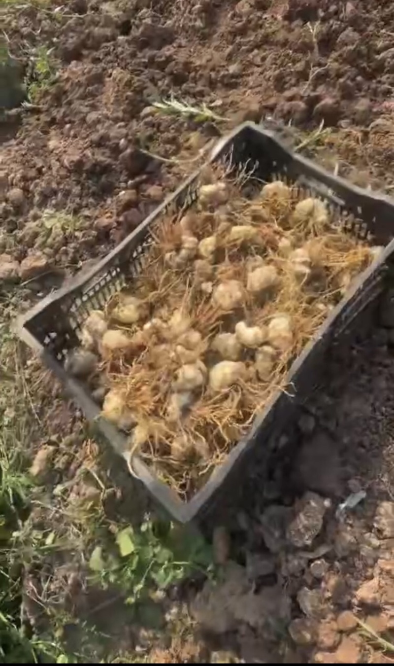 鲜百合，产地直发，大量有货，欢迎各位老板咨询采购