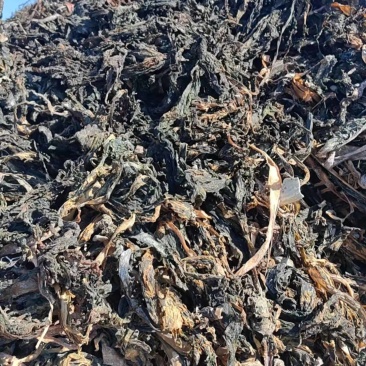【热卖】干裙带菜饲料化工提取专用威海产地直供量大价低