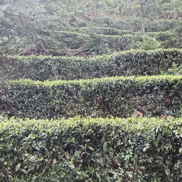 信阳绿茶