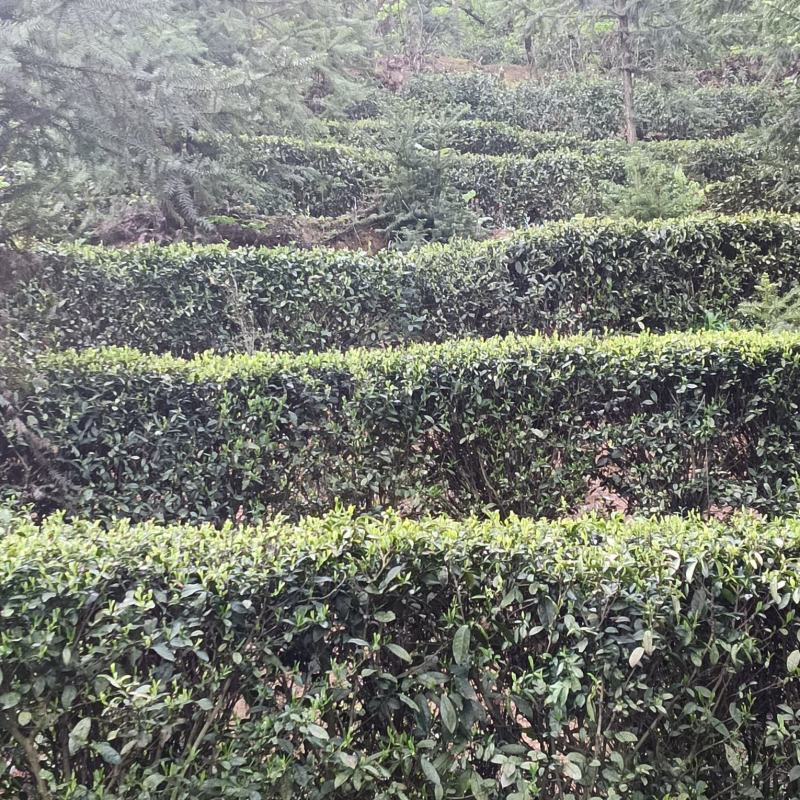 信阳绿茶