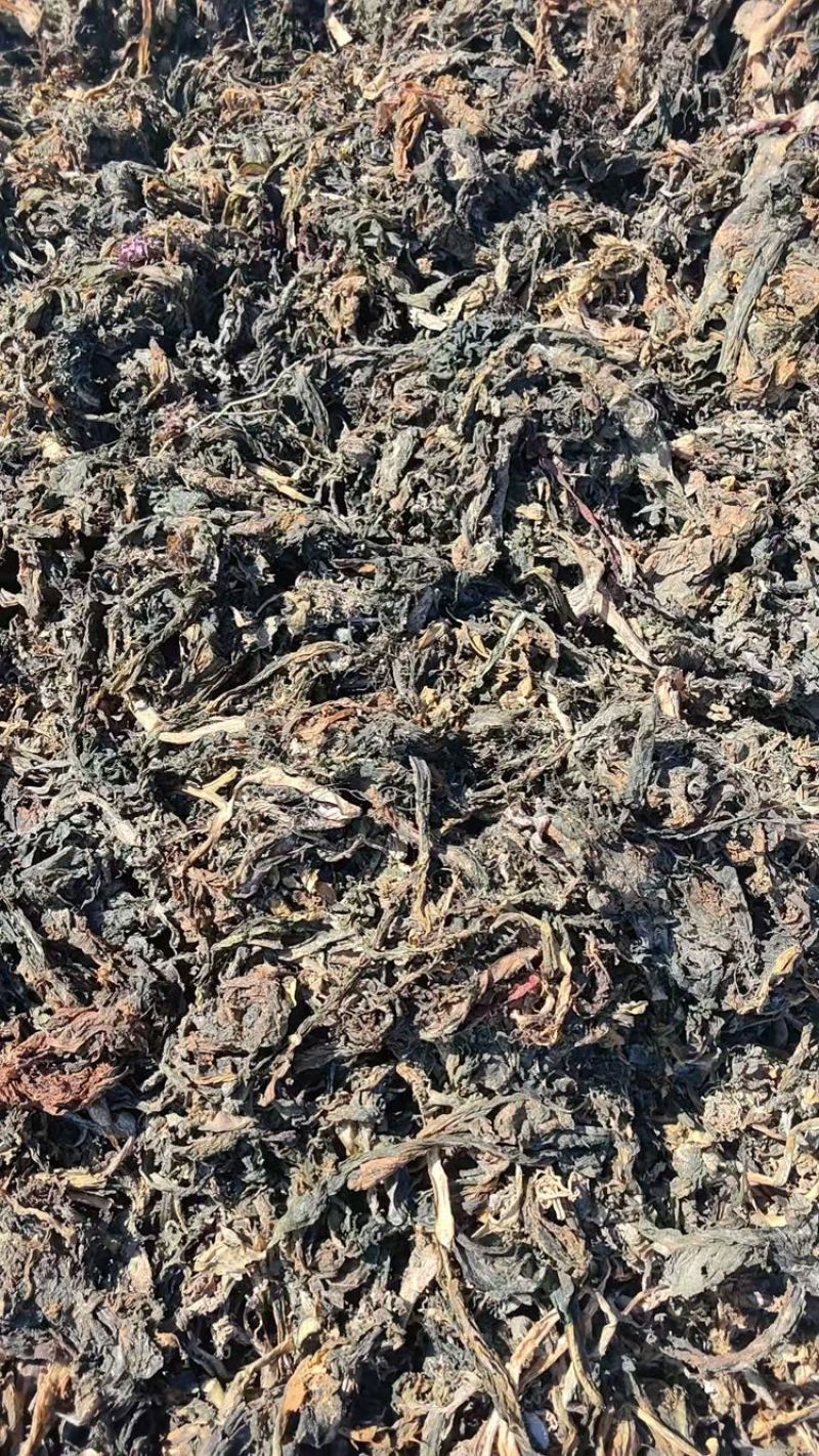 【热卖】干裙带菜饲料化工提取专用威海产地直供量大价低