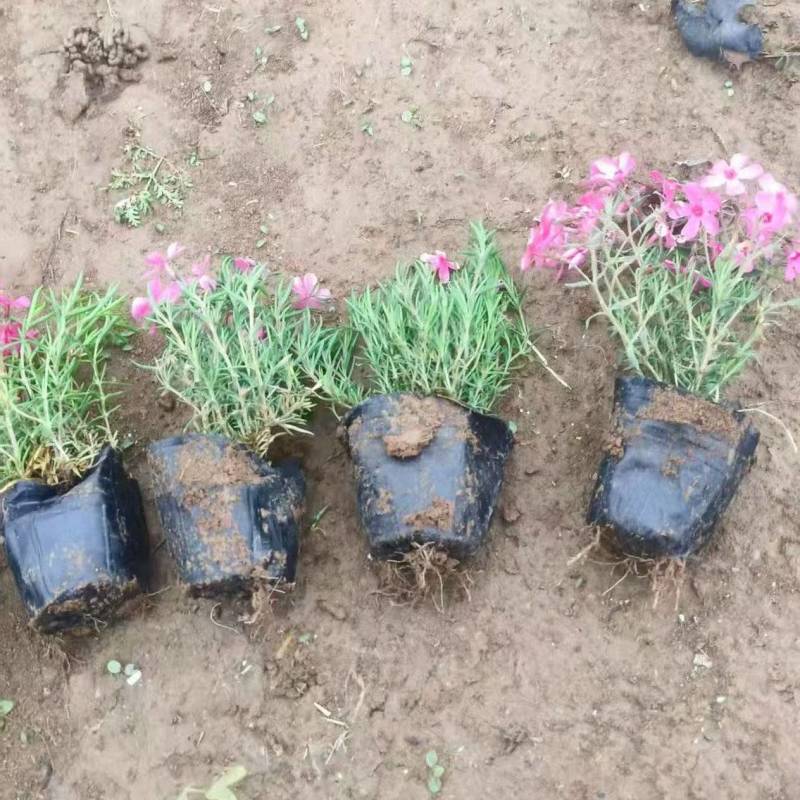 绿化苗木芝樱#基地批发#适合庭院花园小区绿化带两侧